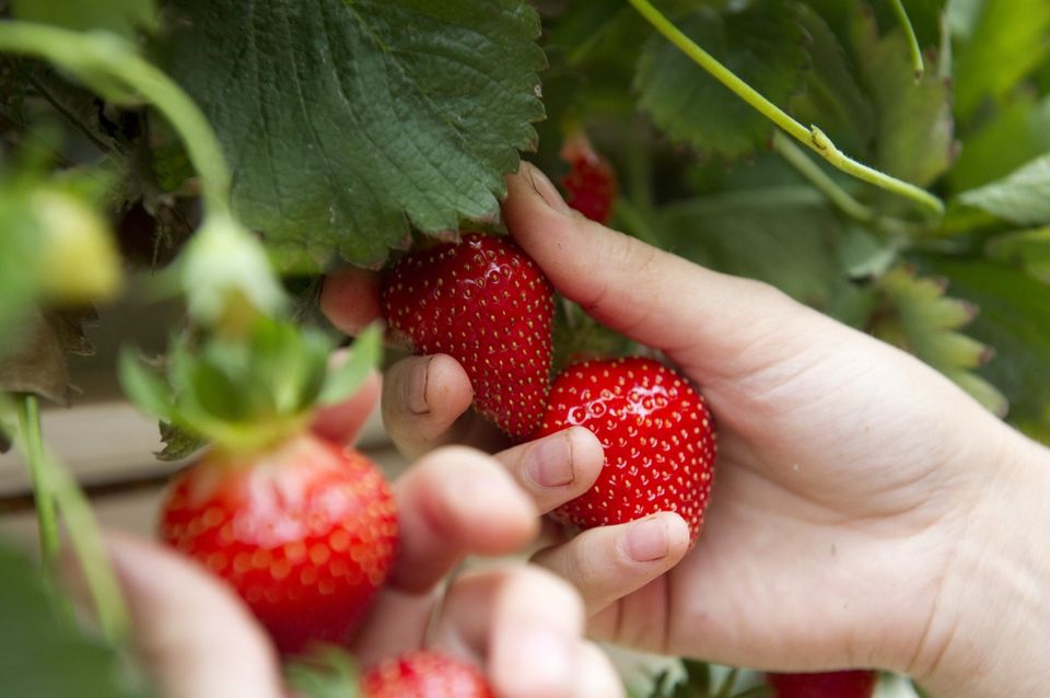 Une fraise cueillie à la main chez nos producteurs