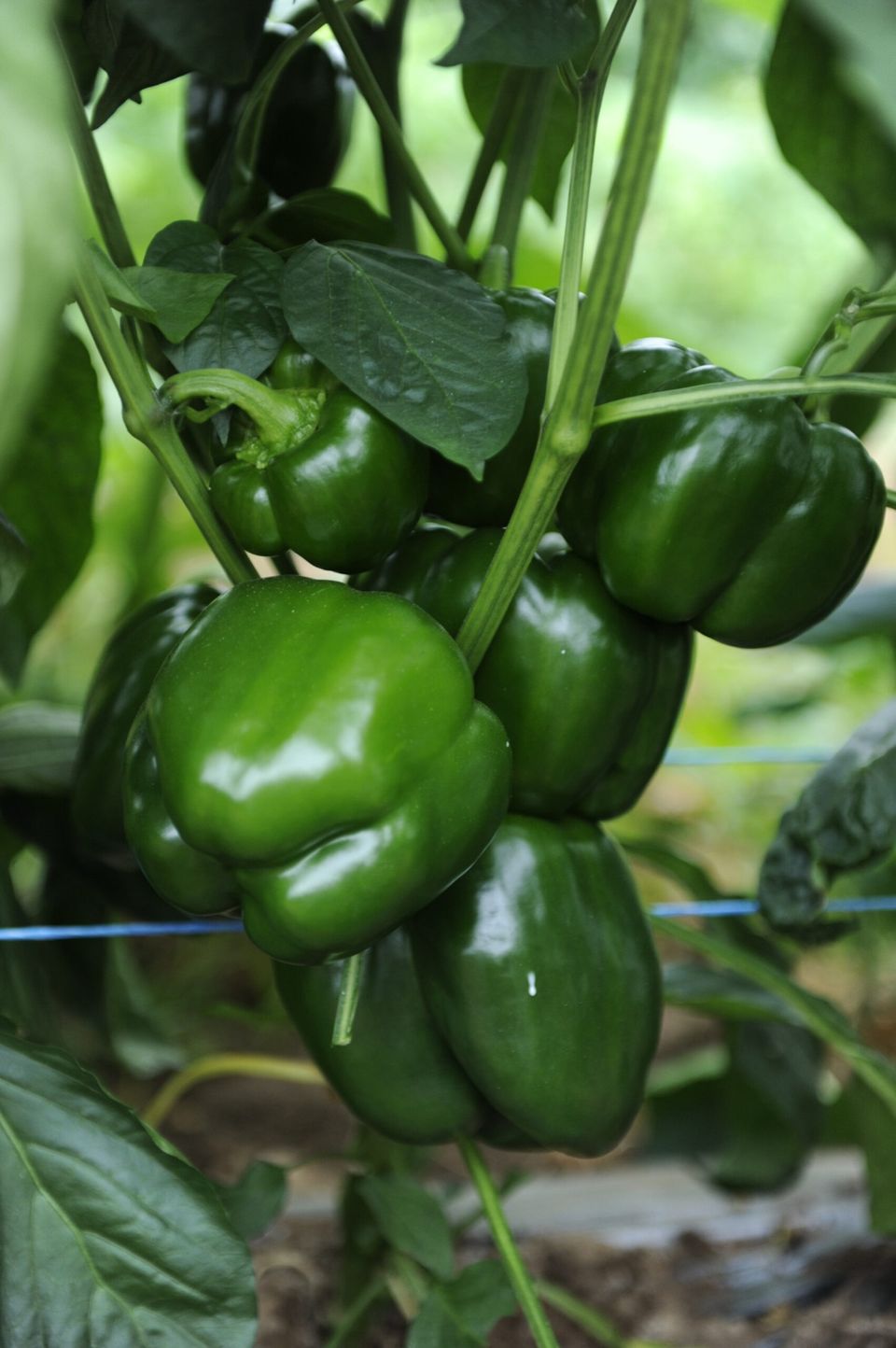 Poivrons cultivés par les producteurs de la SACFEL